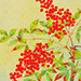 Shoko Harada Gallery